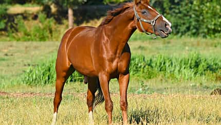 CAV Pferd auf Weide