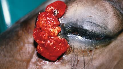 CAV Symptom-Lexikon - Equines Sarkoid