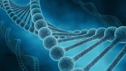 CAV Gendefekte Pferd DNA