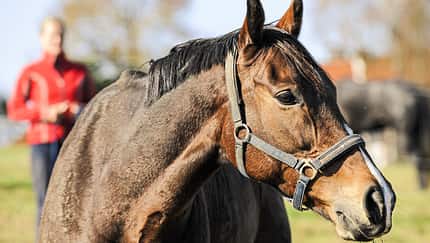 CAV Pferd einfangen