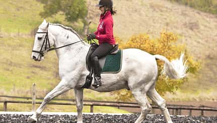 CAV Fliegender Galoppwechsel Aufmacher