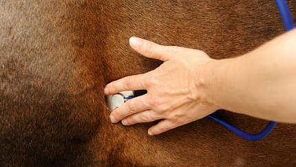 CAV Medizin Tierarzt Bester Doc Body Check 3
