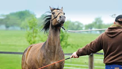 CAV-Standpunkt-Horsemanship-3 (jpg)