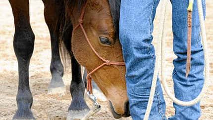 CAV Horsemanship Seil Kopf Brauner