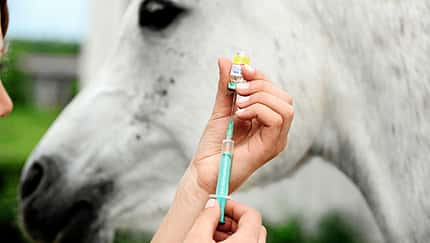 CAV Impfen Herpes Peter Thein Pferd Schimmel Klinik