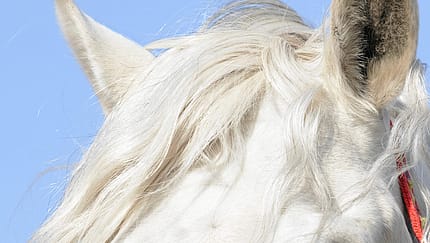 CAV-0511-Pferdeohr-Ohr_Aufmacher_LIR8052_hoch