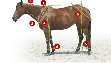 CAV 0503 Exterieur_Quarter Horses_05 (jpg)