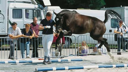 CAV_GHP1_7_hops_gegangen_1