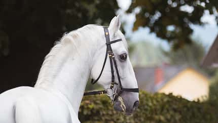 CAV Lipizzaner Nima