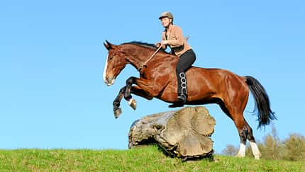 CAV Gelände Springreiten Gebisslos CAV Gelände Springreiten Gebisslos