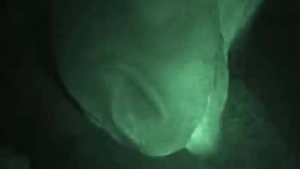 CAV Offenstall Stall Box nachts Weide Video CAV Offenstall Stall Box nachts Weide Video