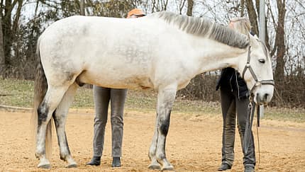 cav-201906-cavallo-coach-6-lir1990-v-amendo (jpg)
