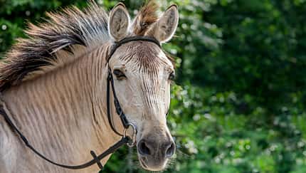 Zorse - Halb Pferd, halb Zebra
