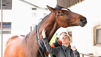 „Meine Stute ist beim Reiten auf der Flucht“