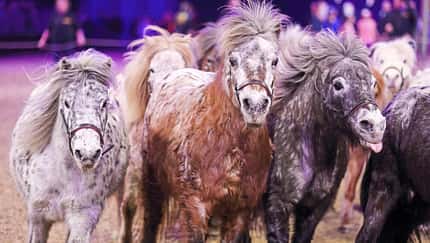 CAVALLO auf der Pferd & Jagd in Hannover