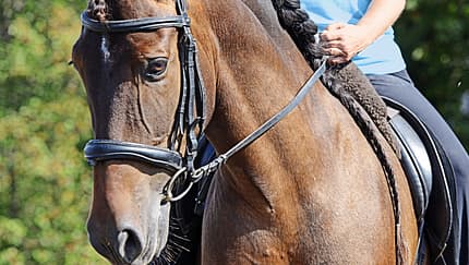 Training, Dressur Konterschulterherein reiten