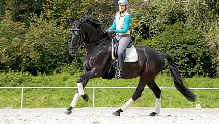 Galoppierendes Pferd auf dem Reitplatz
