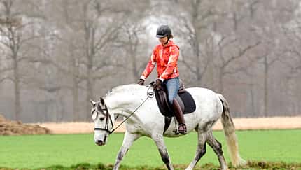 Pferd mit Reiterin auf einer Wiese im Trab