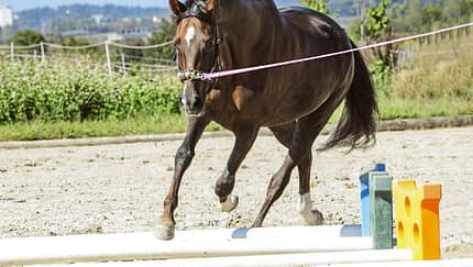 Longieren, Training Pferd beim Longieren über Stangen