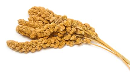 Hirse-Ähren