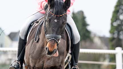 Cavallo Coach