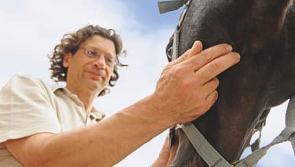 Blutvergiftung beim Pferd