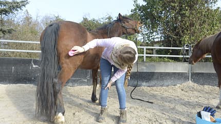 Wenn Pferde das Fell wechseln