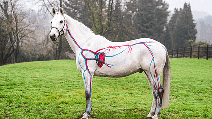CAVALLO Anatomie Serie