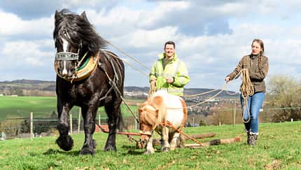 Shetty als Holzrückepferd