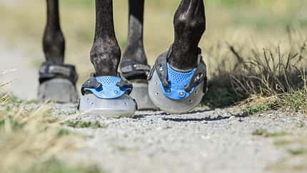 Hufe ausmessen und Hufform erkennen für Hufschuh-Wahl