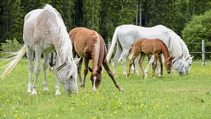 Medizin Kompendium Melanome