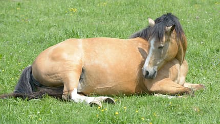 Medizin Kompendium - Bauchfellentzündung