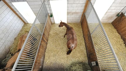 Ein Pferd steht in seiner Box.