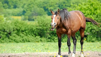 Ein gähnendes Pferd.