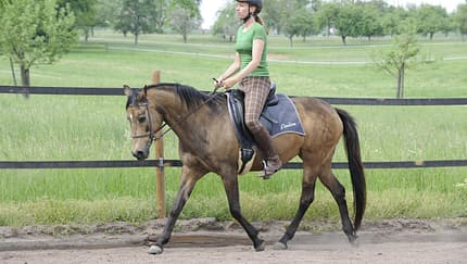 Trab, Reitplatz, Cathrin Flößer, Pandora, Dressur Pferd und Reiterin im Trab