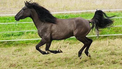 Mustang Makeover