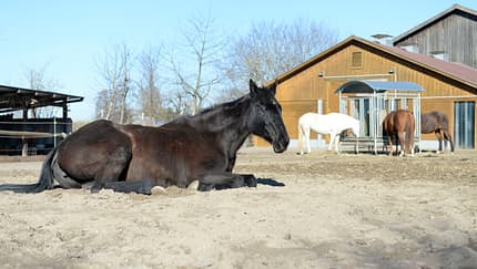 Harmonie im Offenstall