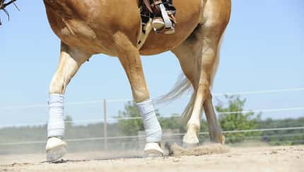 bandagiertes Pferd