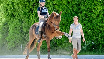 Klassisch reiten mit Quarter Horse