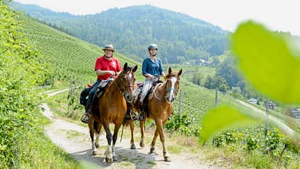 Wanderreiten durch den Schwarzwald