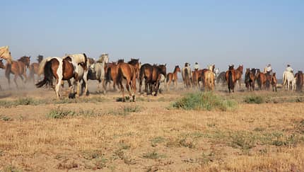 Die wilden Stuten der Doñana