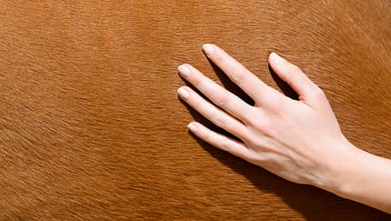 Handpflege für Reiter 