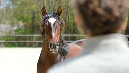 TSP Neues Horsemanship