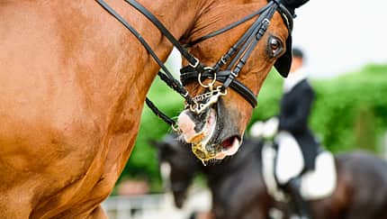 pferdegerechtes Reiten im Sport