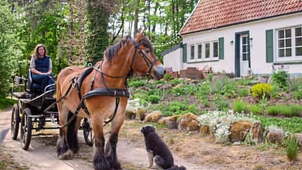Report Waldfarmliebe