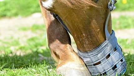 Pferd auf der Weide mit einer Fressbremse