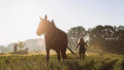 Schwere Warmblüter