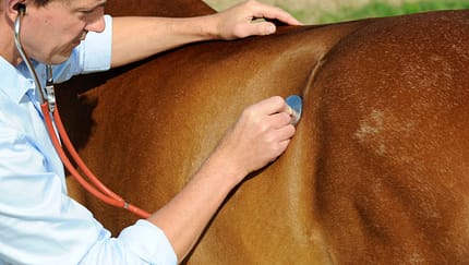 So teuer wird der Tierarzt-Besuch