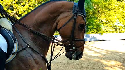 Zusammengezogenes Pferd mit Schlaufzügeln
