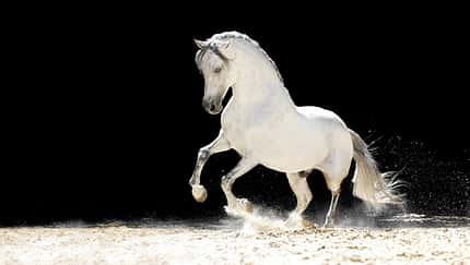 Restart der Pferd & Jagd